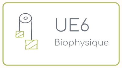 UE6 - Biophysique
